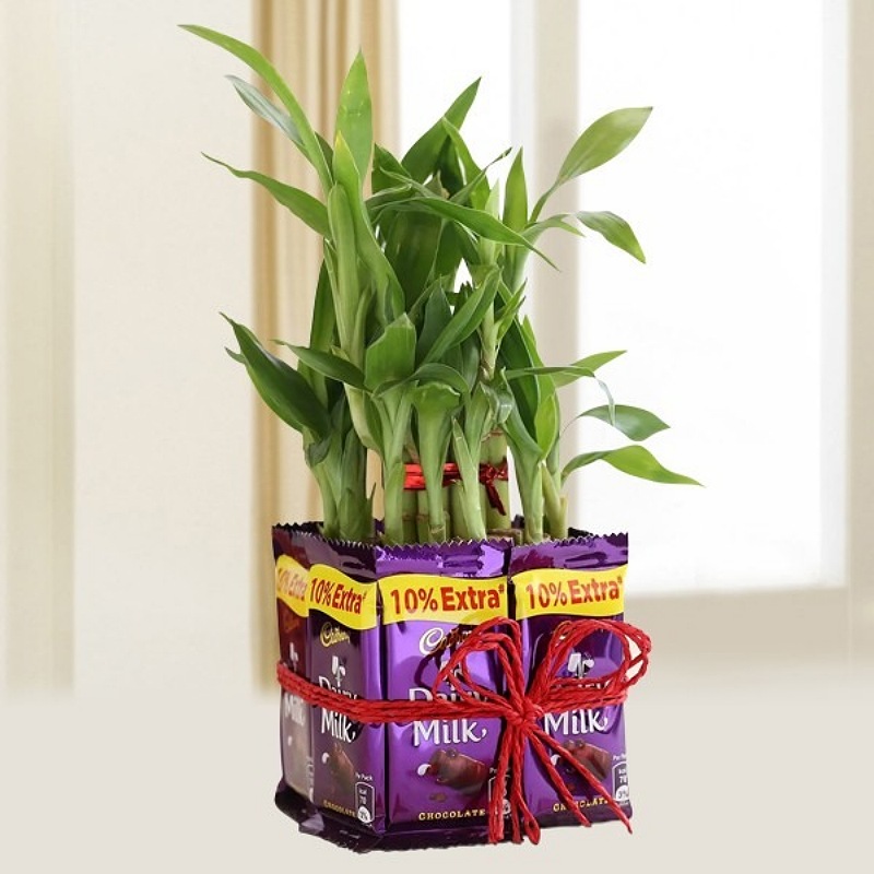 Lucky Bamboo With Dairy Milk