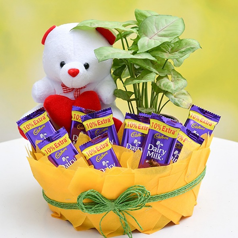 Chocolate Basket with Syngonium & Cute Teddy