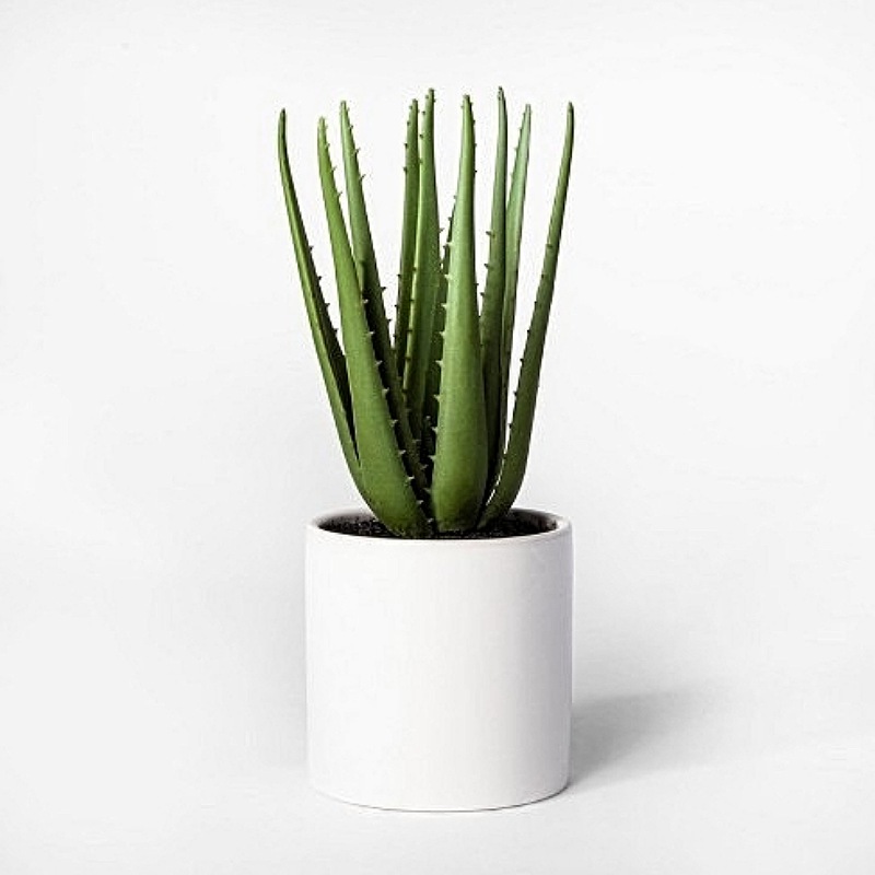 Aloe Vera Plant In Ceramic