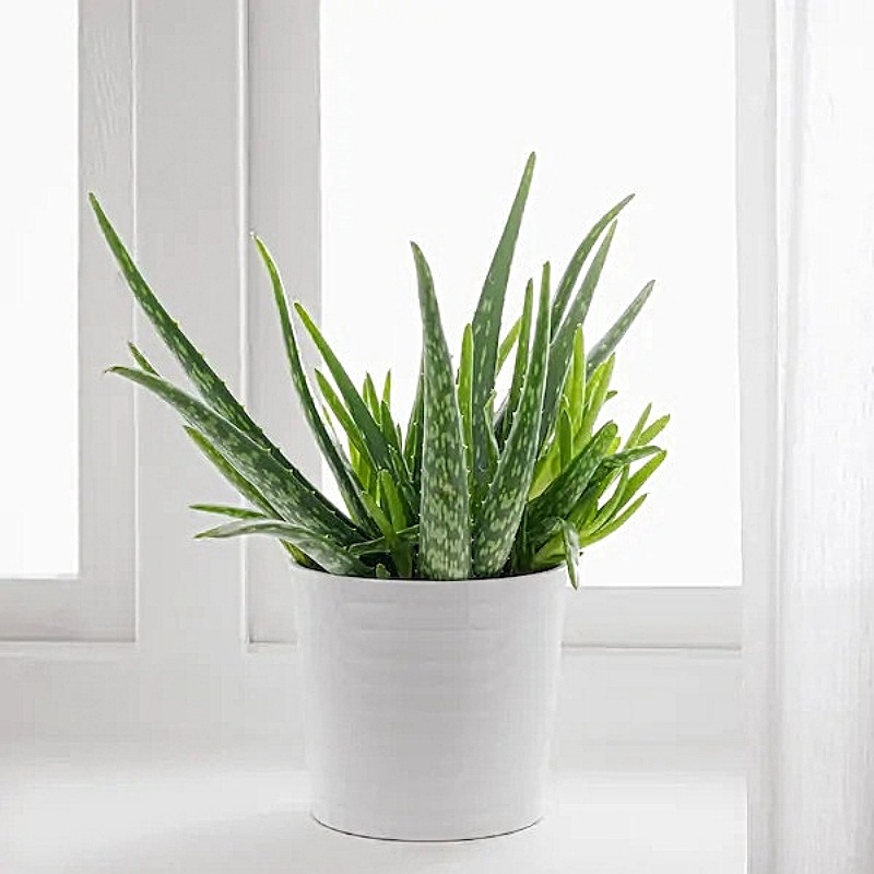 Aloe Vera Plant In White Ceramic