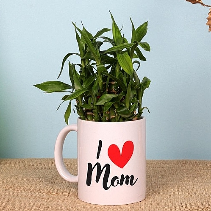 Lucky Bamboo In I Love Mom Mug