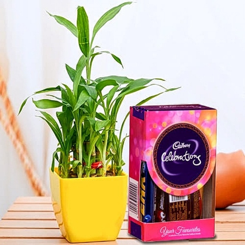 Enchanting Good Luck Plant With Chocolates