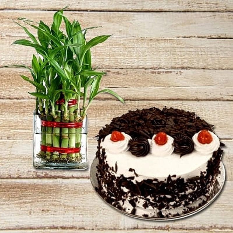 Black Forest Cake With Two Layer Bamboo