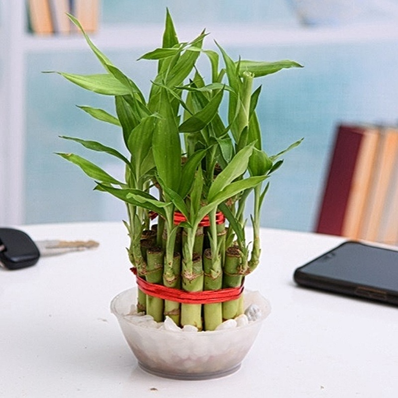 Endearing Lucky Bamboo Plant
