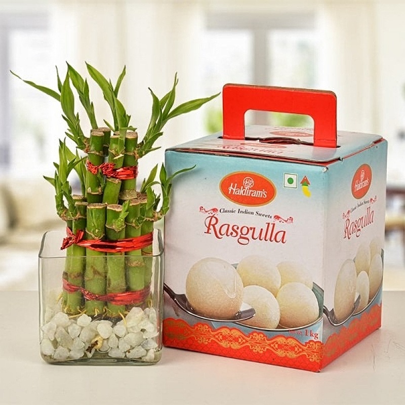 Lucky Bamboo With Rasgulla