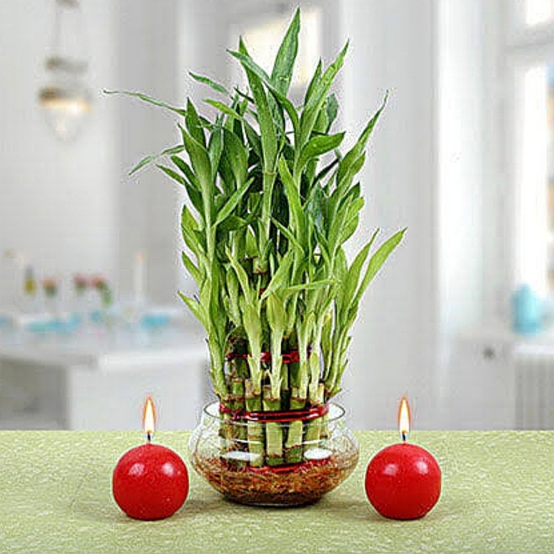 Bamboo Plant With Candles
