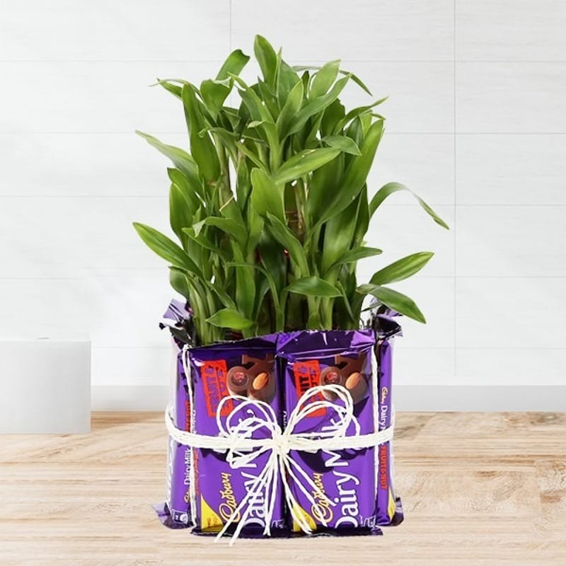 3 Layer Lucky Bamboo Plant With Chocolate
