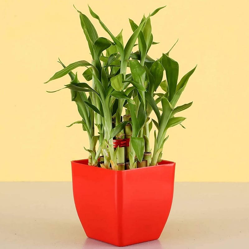 2 Layer Bamboo In Red Pot