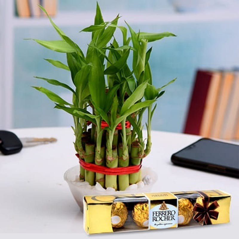 Lucky Bamboo With Rocher