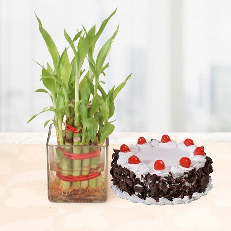 Black Forest Cake With Bamboo Plant