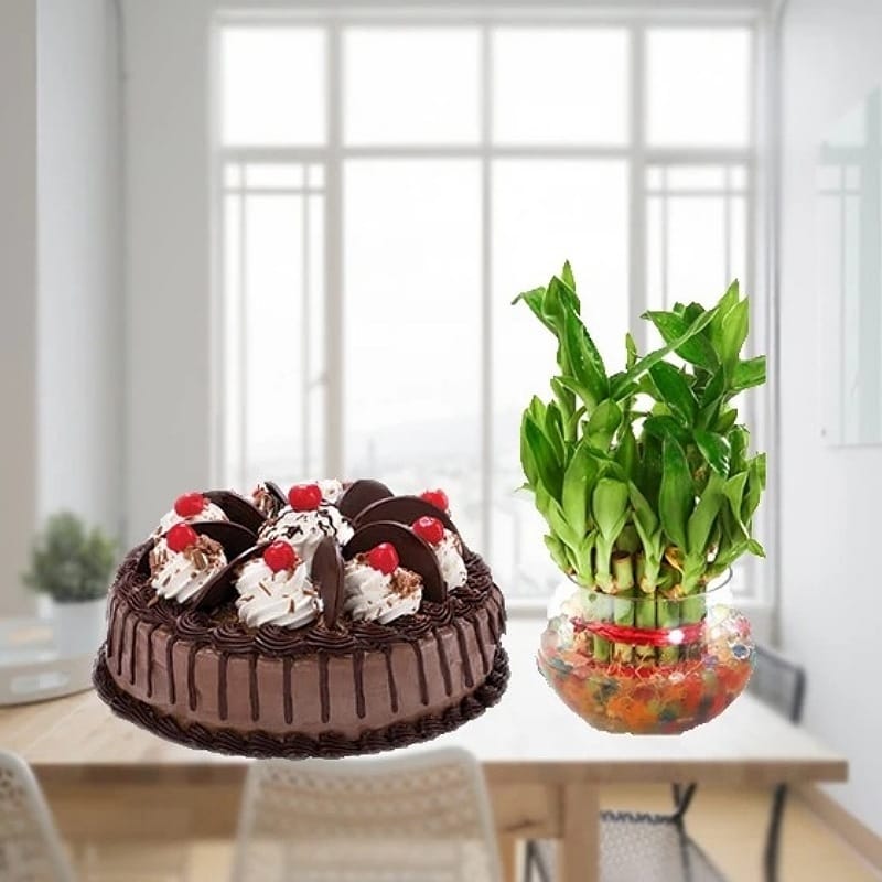 Chocolate Cake With Bamboo Plant